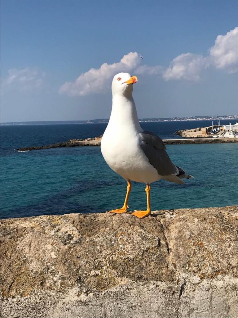 Appartamento Attico In Riva Al Mare Gallipoli